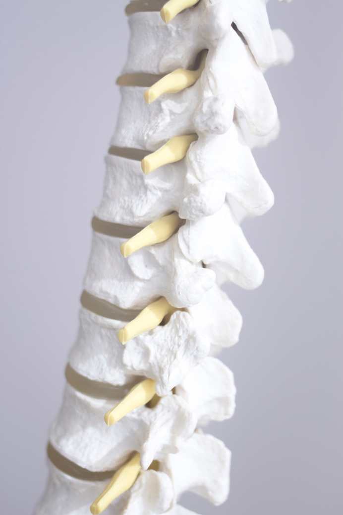 Human Spine Column Vertebra Model